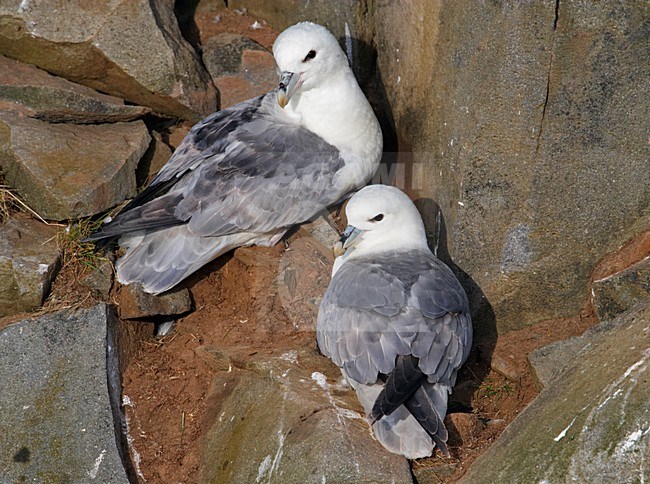 Noordse Stormvogel, Northern Fulmar, Fulmarus glacialis stock-image by Agami/Markus Varesvuo,