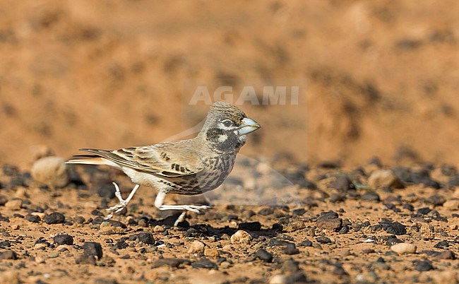 Thick-billed Lark - Knackerlerche - Rhamphocory clotbey, Morocco, male stock-image by Agami/Ralph Martin,