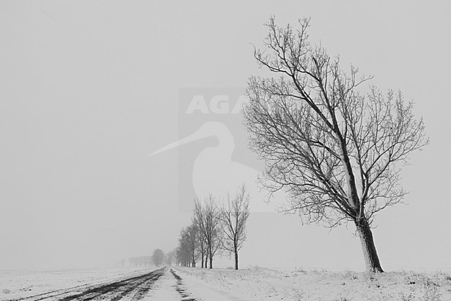 Winters landschap, Winter landscape stock-image by Agami/Rob de Jong,