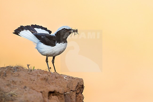 Adult male Finsch's Wheatear in Tajikistan with spread tail, carrying food. stock-image by Agami/Ralph Martin,
