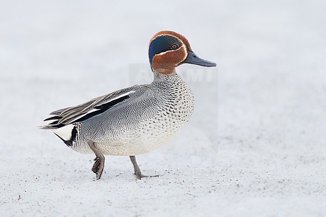 Eurasian Teal (Anas crecca), side view of an adult male standing on the ground covered in snow, Finnmark, Norway stock-image by Agami/Saverio Gatto,