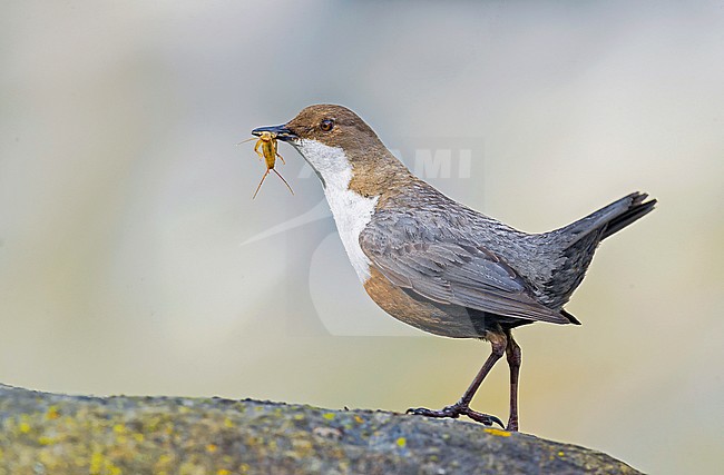 White-throated Dipper, Waterspreeuw stock-image by Agami/Alain Ghignone,