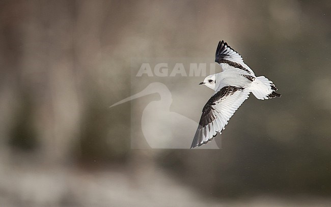 First-winter Ross's Gull (Rhodostethia rosea) in flight over Tupper Lake in New York state in the United States during winter. stock-image by Agami/Ian Davies,