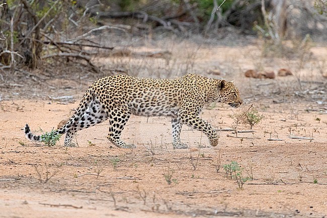 Leopard (Panthera pardus), adult female sneaking towards a prey, Mpumalanga, South Africa stock-image by Agami/Saverio Gatto,