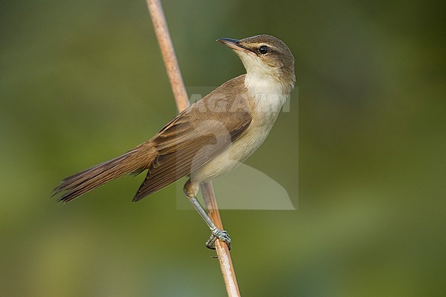 Great Reed Warbler (Acrocephalus arundinaceus) in a reedbed in Italy. stock-image by Agami/Daniele Occhiato,