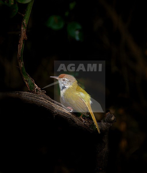 Common Tailorbird (Orthotomus sutorius), perched on a branch, Bharatpur, Keoladeo Ghana NP, India stock-image by Agami/Tomas Grim,
