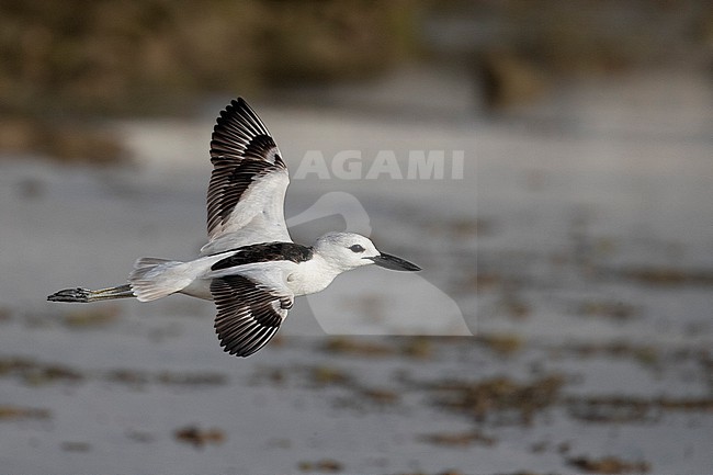Crab Plover (Dromas ardeola) in flight over the water in Mogadishu, Somalia. stock-image by Agami/David Monticelli,