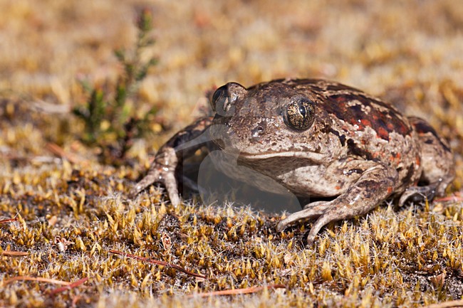 Knoflookpad, Common Spadefoot stock-image by Agami/Theo Douma,