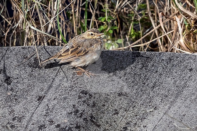 Second winter molting Paddyfield Pipit (Anthus rufulus) sitting in a field at Sennen near Land's end, Cornwal, United-Kingdom. stock-image by Agami/Vincent Legrand,