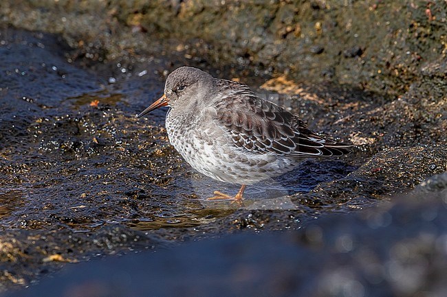 Purple Sandpiper (Calidris maritima) sitting in the old Harbour of Corvo, Azores, Portugal. stock-image by Agami/Vincent Legrand,