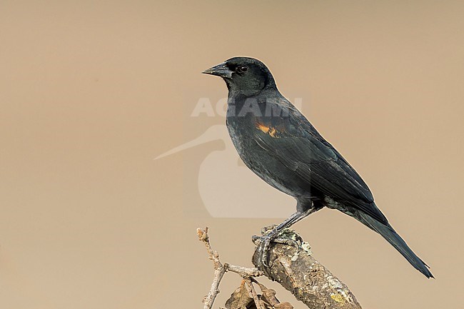 Adult male
Santa Barbara Co., CA
November 2022 stock-image by Agami/Brian E Small,