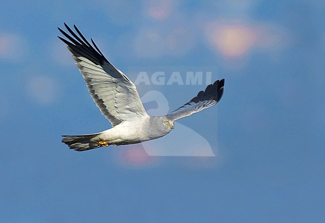 Hen Harrier, Circus cyaneus, in flight against a blue coloured mountain in Italy. stock-image by Agami/Daniele Occhiato,