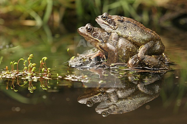 Bruine Kikker; Common Frog stock-image by Agami/Menno van Duijn,
