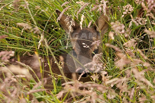 Ree jong liggend in gras; Roe Deer young lying gras stock-image by Agami/Kristin Wilmers,
