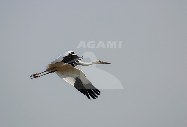 Siberische Witte Kraanvogel, Siberian Crane, Leucogeranus leucogeranus stock-image by Agami/Pete Morris,