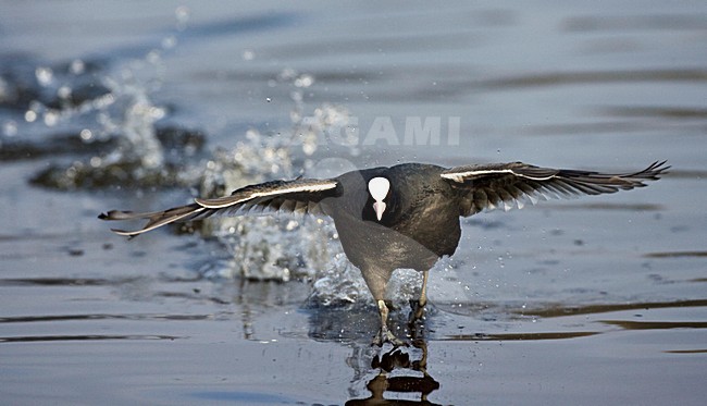 Meerkoet rennend over het water; Eurasian Coot running over water stock-image by Agami/Marc Guyt,