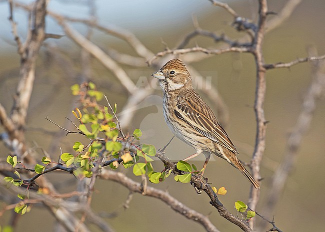 Female (type) Lark bunting, Calamospiza melanocorys, in Mexico. stock-image by Agami/Pete Morris,