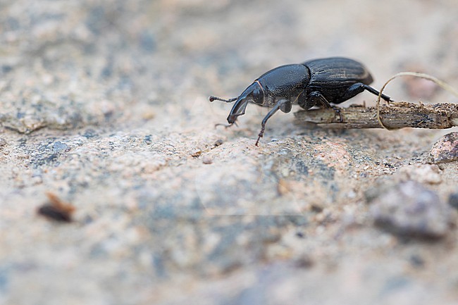 Sphenophorus striatopunctatus - Lieschgrasrüssler, Germany (Baden-Württemberg), imago stock-image by Agami/Ralph Martin,