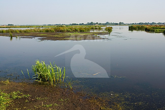 Groene Jonker, Zevenhoven, Netherlands stock-image by Agami/Marc Guyt,