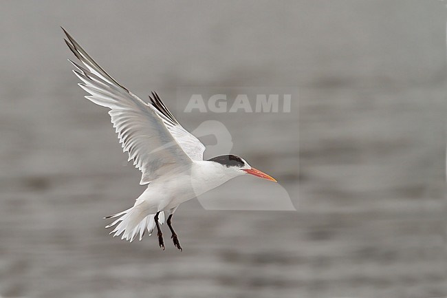 Birds of Peru, an Elegant Tern stock-image by Agami/Dubi Shapiro,
