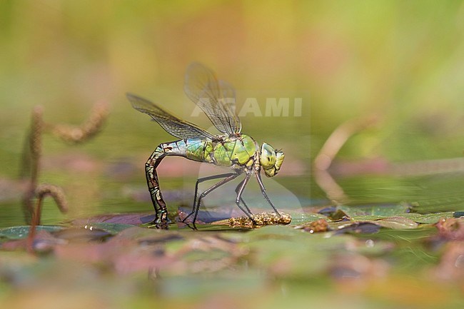 Egg laying female Blue Emperor stock-image by Agami/Wil Leurs,