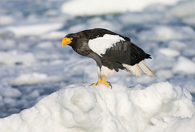 Steller-zeearend, Stellers Sea-eagle, Haliaeetus pelagicus stock-image by Agami/Marc Guyt,