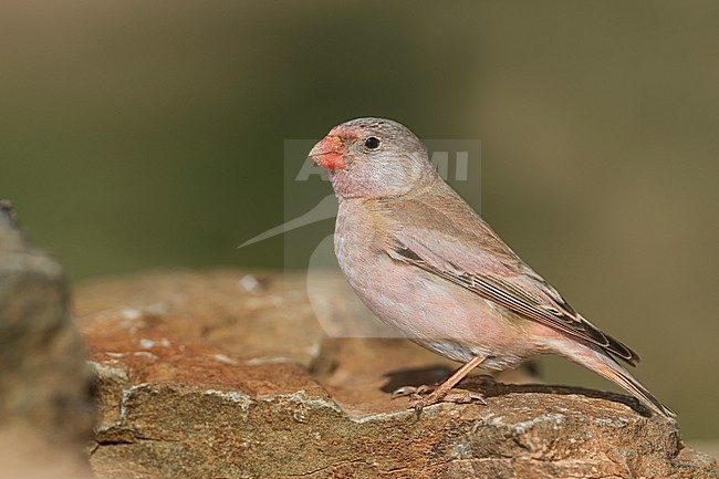 Trumpeter Finch - Wüstengimpel - Bucanetes githagineus ssp. zedlitzi, Morocco stock-image by Agami/Ralph Martin,