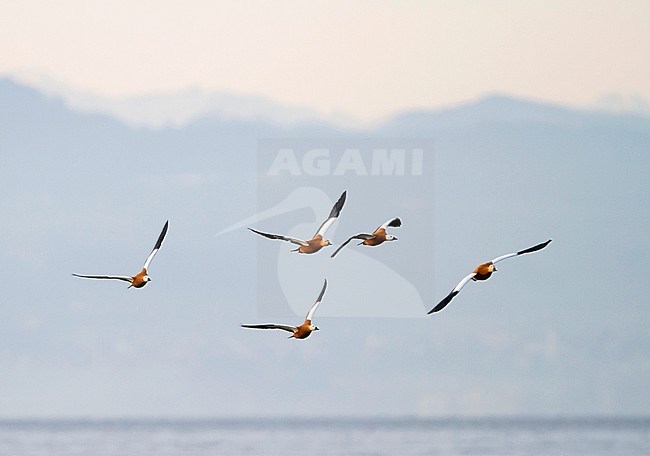 Ruddy Shelduck - Rostgans - Tadorna ferruginea, Germany stock-image by Agami/Ralph Martin,