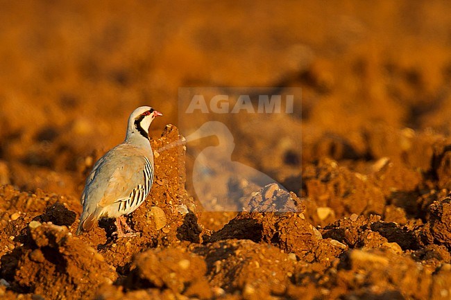 Chukar - Chukar - Alectoris chukar ssp. cypriotes, Cyprus stock-image by Agami/Ralph Martin,