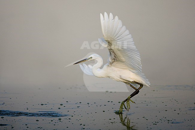 Kleine Zilverreiger; Little Egret stock-image by Agami/Daniele Occhiato,