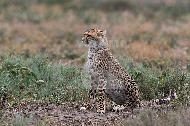Portrait of a cheetah cub, Acinonyx jubatus. Ndutu, Ngorongoro Conservation Area, Tanzania stock-image by Agami/Sergio Pitamitz,