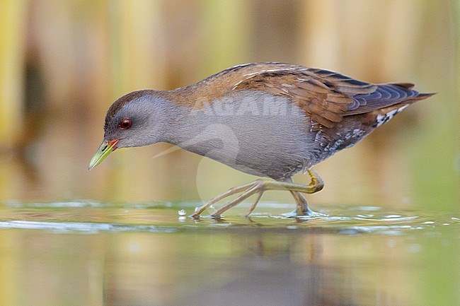Little Crake (Porzana parva), side view of an adult male walking in a marsh, Campania, Italy stock-image by Agami/Saverio Gatto,