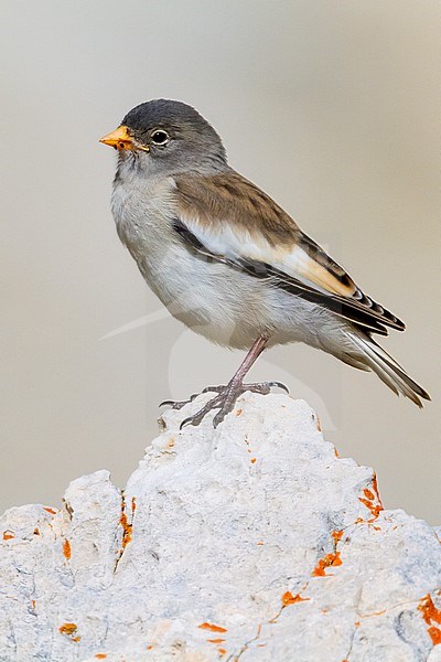 White-winged Snowfinch (Montifringilla nivalis), juvenile standing on a rock stock-image by Agami/Saverio Gatto,