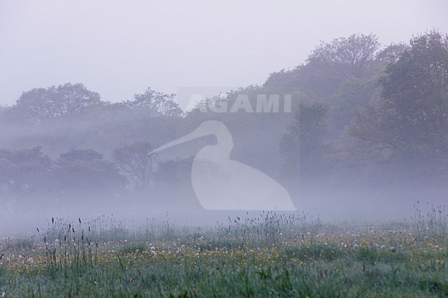 Bos in ochtendnevel in Vecht en Beneden Rogge; Forest in morning fog in Vecht en Beneden Rogge stock-image by Agami/Theo Douma,