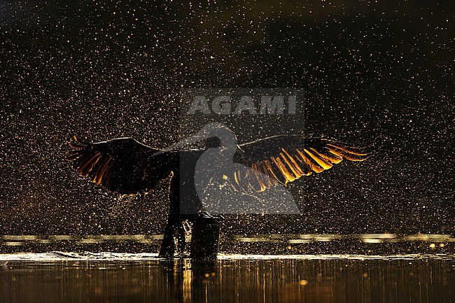  stock-image by Agami/Menno van Duijn,