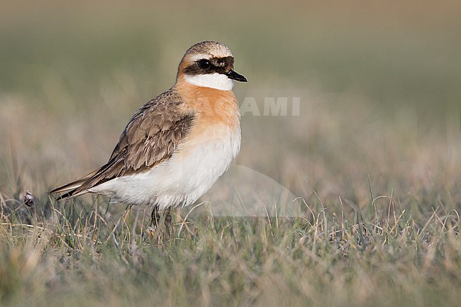 Lesser Sand Plover - Mongolenregenpfeifer - Charadrius mongolus ssp. pamirensis, Kyrgyzstan, adult male stock-image by Agami/Ralph Martin,