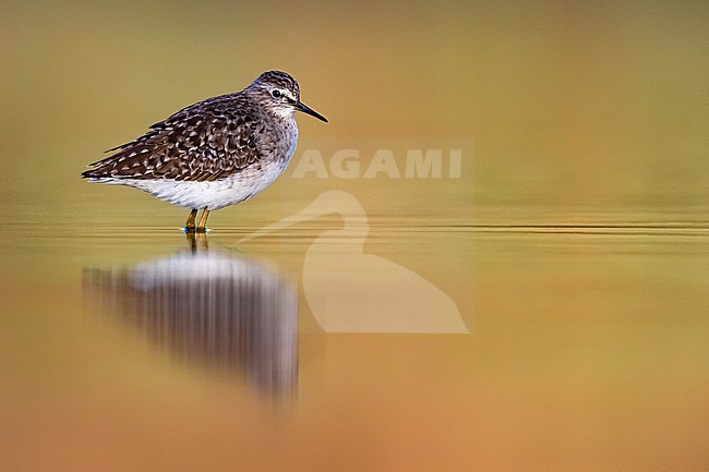 Wood Sandpiper, Tringa glareola, in Italy. stock-image by Agami/Daniele Occhiato,