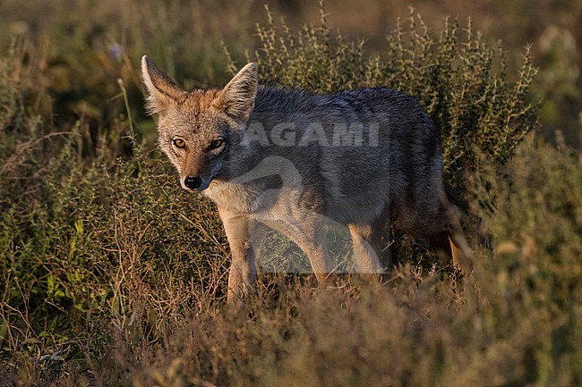 A golden jackal, Canis aureus, walking. Ndutu, Ngorongoro Conservation Area, Tanzania. stock-image by Agami/Sergio Pitamitz,