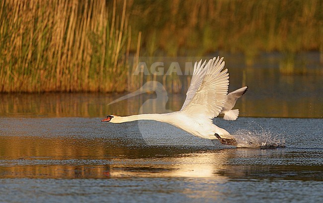 Mute Swan, Cygnus olor, at Fyn, Denmark stock-image by Agami/Helge Sorensen,