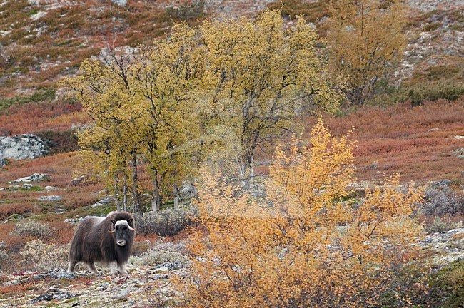 Muskusos op toendra; Muskox in tundra stock-image by Agami/Han Bouwmeester,