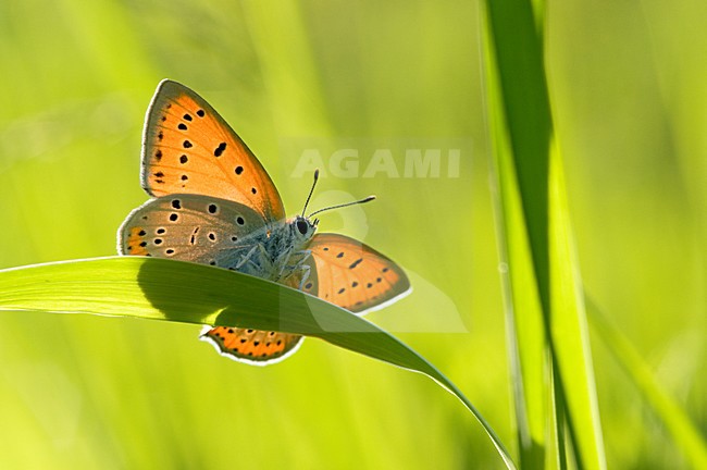 Vrouwtje Grote vuurvlinder, Female Large Copper stock-image by Agami/Rob de Jong,