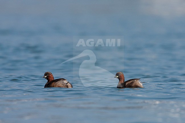 Adult Little Grebe (Tachybaptus ruficollis ssp. ruficollis) in summer plumage swimming in fresh water lake in France. stock-image by Agami/Ralph Martin,