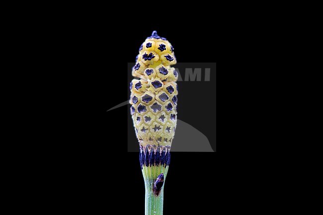 Equisetum hyemale + Equisetum x moorei stock-image by Agami/Wil Leurs,