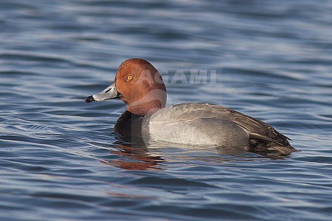 Redhead (Aythya americana) swimming near Toronto, Ontario, Canada. stock-image by Agami/Glenn Bartley,