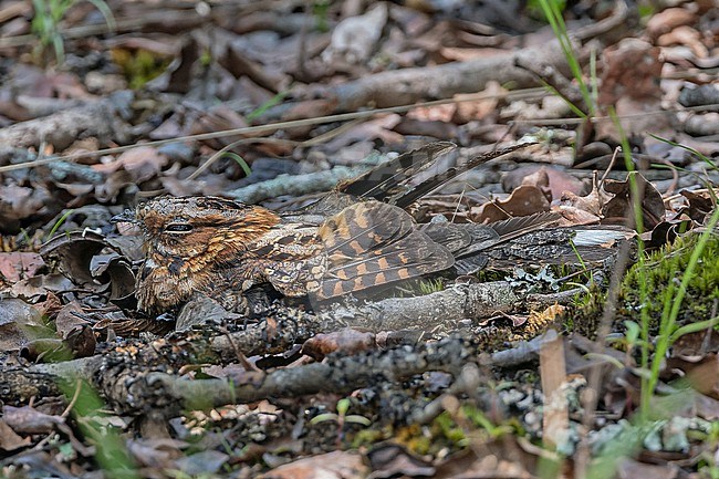 Fiery-necked Nightjar (Caprimulgus pectoralis) in Angola. Dayroost. stock-image by Agami/Pete Morris,