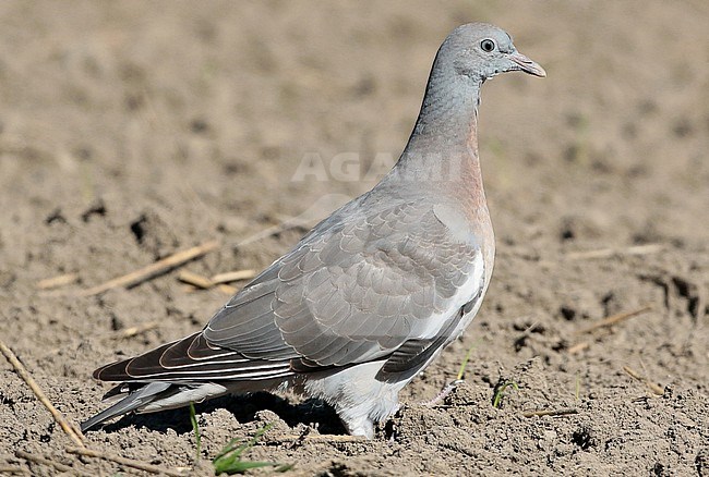Woodpigeon (Columba palumbus), juvenile/first calendar year standing, seen from the side. stock-image by Agami/Fred Visscher,