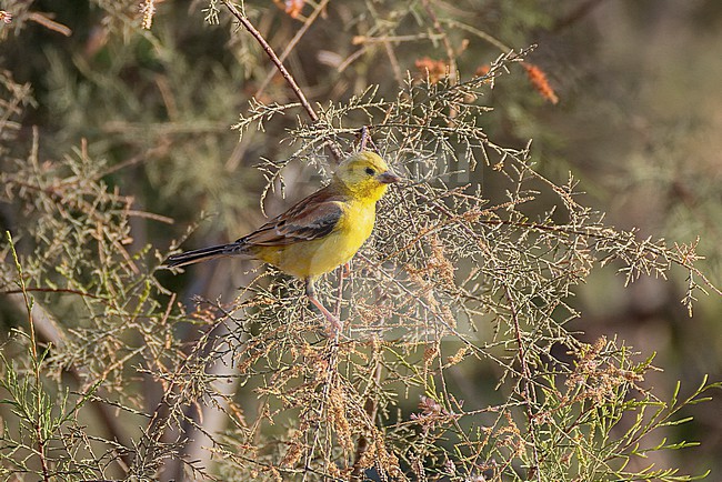 Male Sudan Golden Sparrow (Passer luteus) sitting in a tamarisk. stock-image by Agami/David Monticelli,