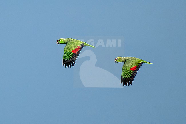 Diademed Amazon (Amazona diadema) pair in flight against blue sky in Amazonian Brazil stock-image by Agami/Andy & Gill Swash ,