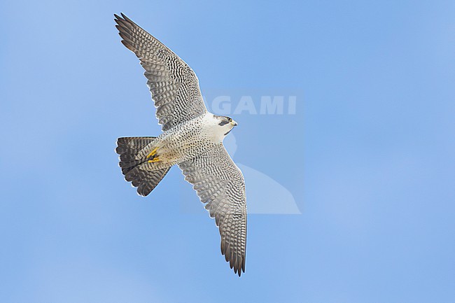 Peregrine Falcon (Falco peregrinus calidus), adult female in flight seen from below, Finnmark, Norway stock-image by Agami/Saverio Gatto,