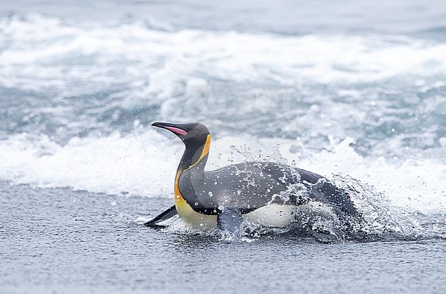 Adult King Penguin (Aptenodytes patagonicus halli) coming on the shore on Macquarie Island, subantarctic Australia. Emerging from the sea through heavy surf. stock-image by Agami/Marc Guyt,